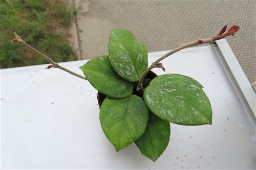 Hoya Freckles Splash – Bild 3