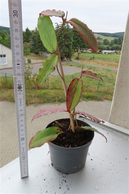 Hoya erythrina – Bild 2