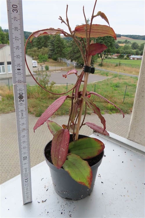 Hoya erythrina – Bild 2