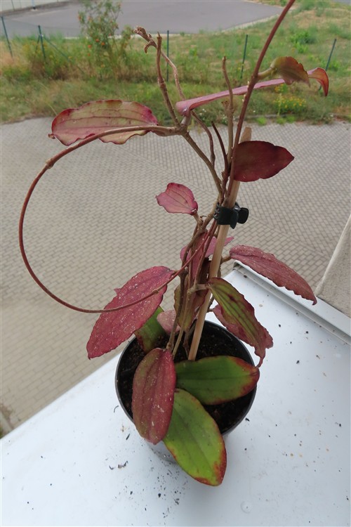 Hoya erythrina – Bild 4