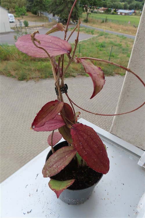 Hoya erythrina – Bild 3