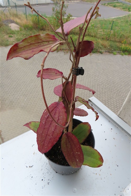 Hoya erythrina – Bild 5