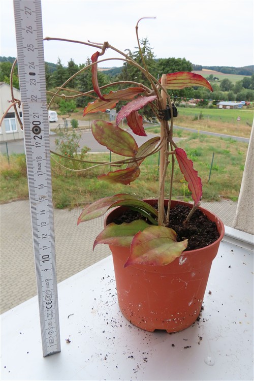 Hoya erythrina – Bild 2