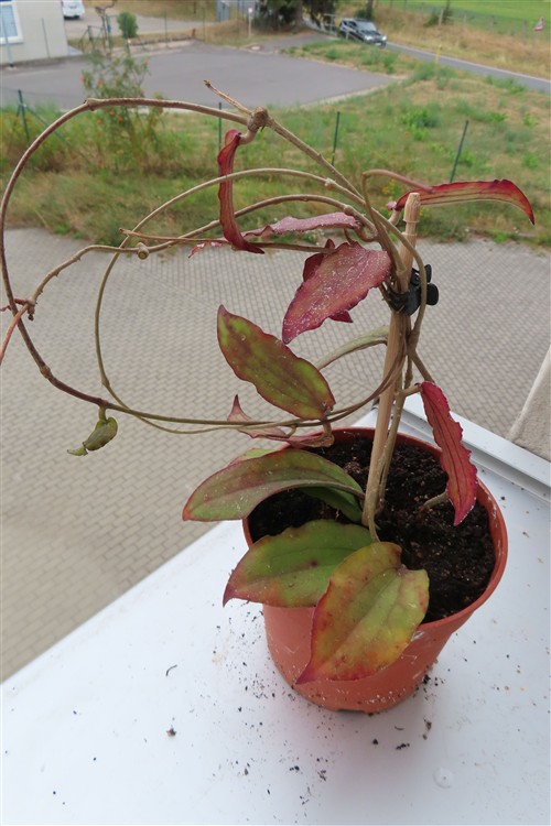 Hoya erythrina – Bild 3