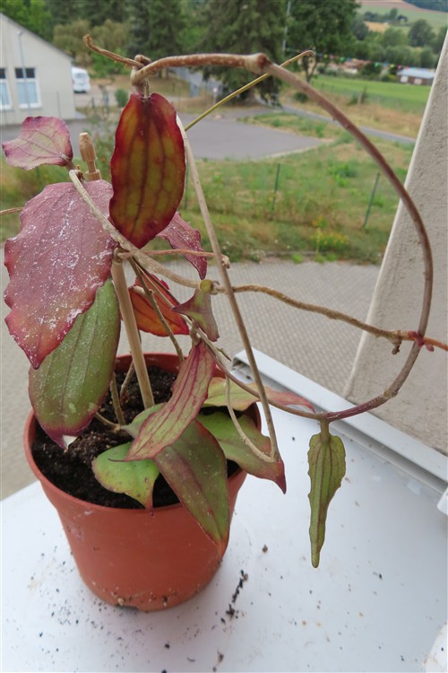 Hoya erythrina – Bild 4