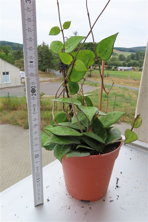 Hoya parasitica black edge – Bild 3