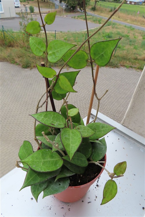 Hoya parasitica black edge – Bild 4