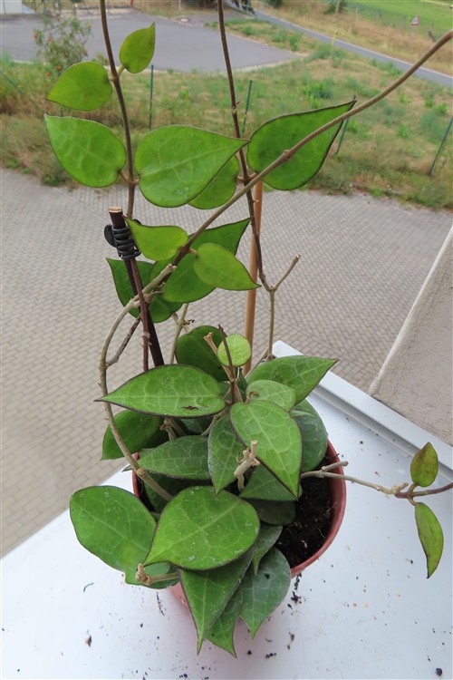 Hoya parasitica black edge – Bild 2