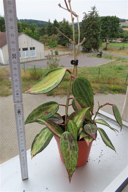 Hoya macrophylla pot of gold – Bild 3