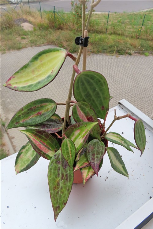 Hoya macrophylla pot of gold – Bild 2