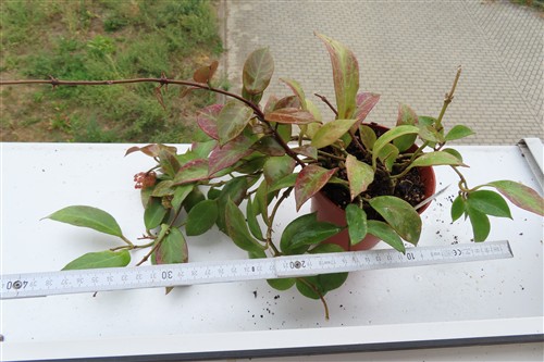 Hoya Sunrise – Bild 2