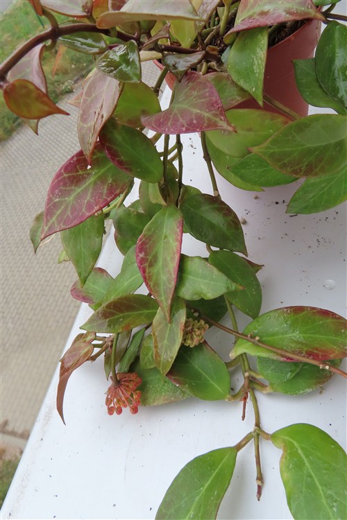 Hoya Sunrise – Bild 3