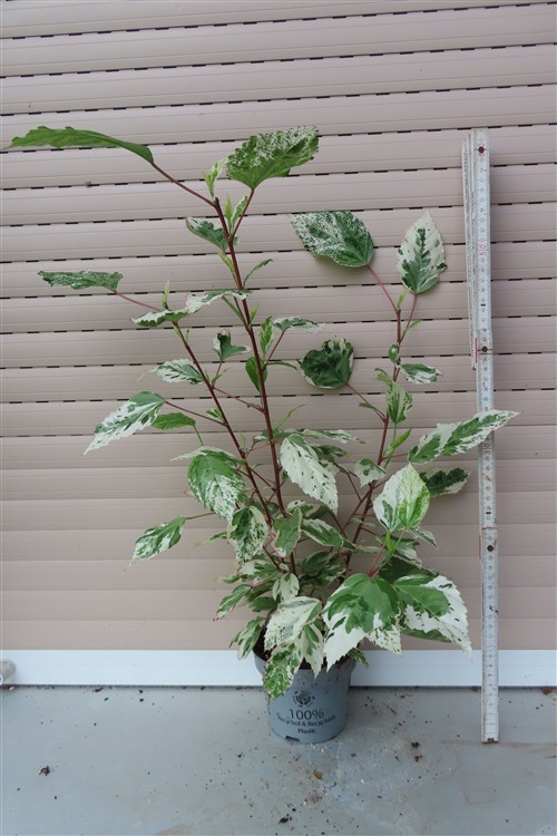 Hibiskus rosa-sinensis – Bild 3