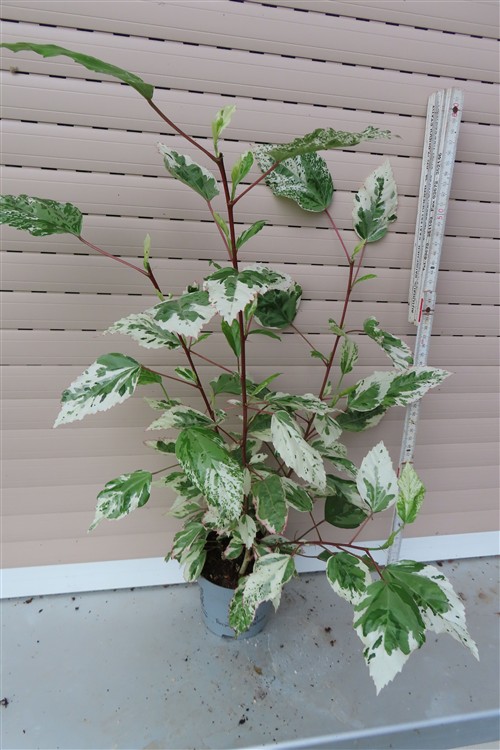 Hibiskus rosa-sinensis – Bild 2