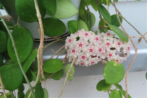 Hoya mathilde – Bild 4