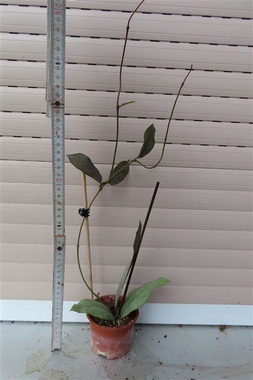 Hoya Mitrata silver – Bild 2