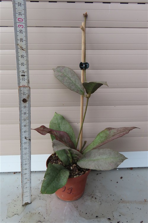 Hoya Mitrata silver – Bild 2