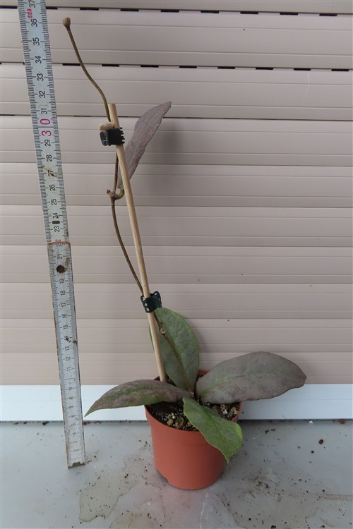 Hoya Mitrata silver – Bild 2