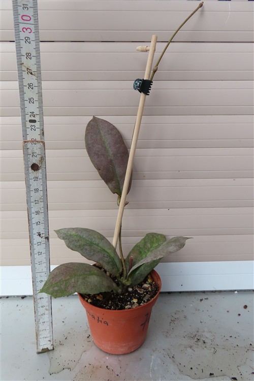 Hoya Mitrata silver – Bild 2