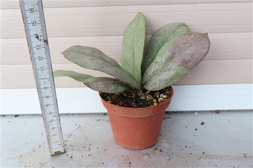 Hoya Mitrata silver – Bild 2