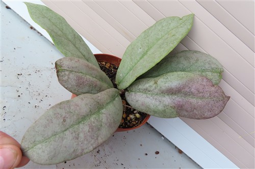 Hoya Mitrata silver – Bild 3