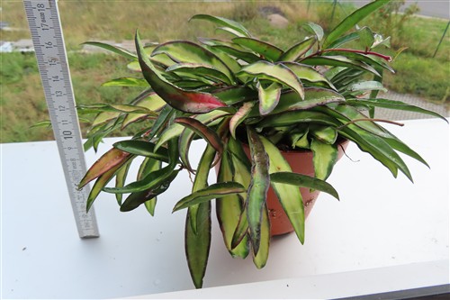 Hoya wayetii tricolour – Bild 2