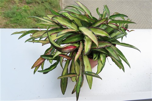 Hoya wayetii tricolour – Bild 3