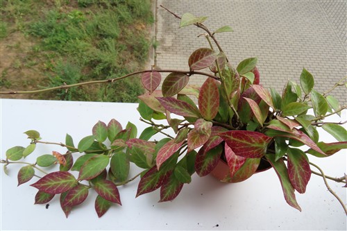 Hoya Sunrise – Bild 2