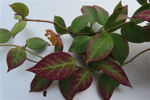Hoya Sunrise – Bild 3