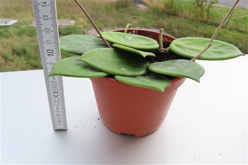 Hoya vangviengiensis – Bild 2