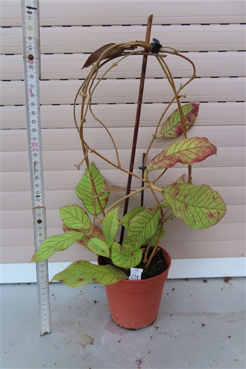 Hoya Sabah – Bild 2
