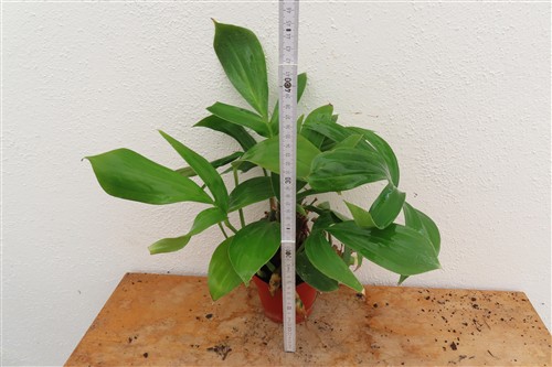 Epipremnum pinnatum Dragon Tail – Bild 2