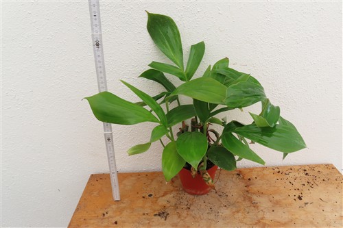 Epipremnum pinnatum Dragon Tail – Bild 3