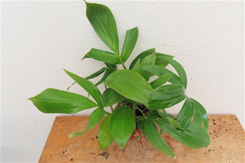 Epipremnum pinnatum Dragon Tail – Bild 4