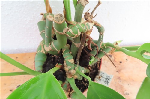 Epipremnum pinnatum Dragon Tail – Bild 5