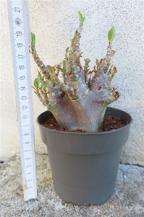 Adenium Baobab – Bild 3