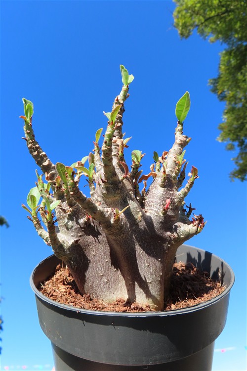 Adenium Baobab – Bild 2