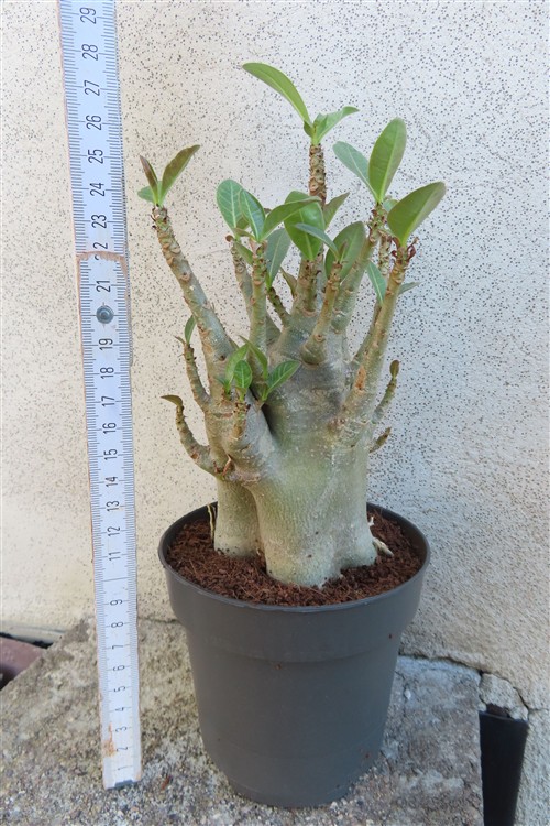 Adenium Baobab – Bild 3