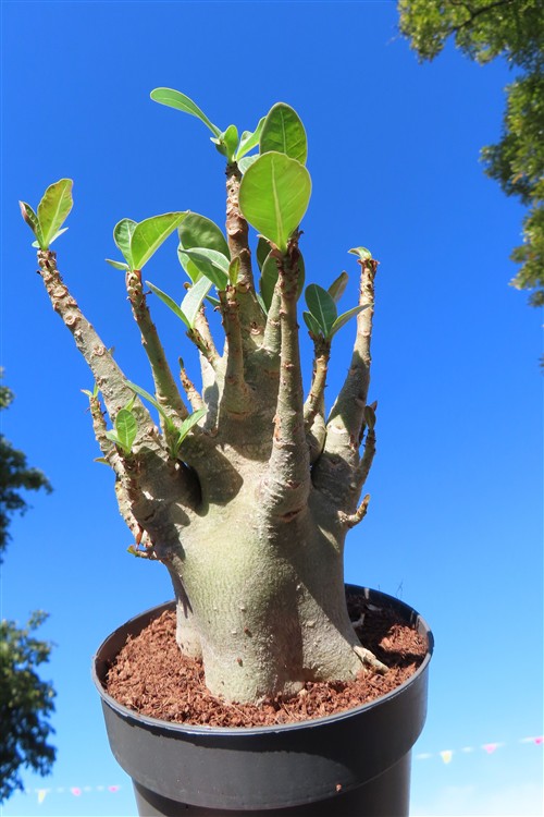 Adenium Baobab – Bild 4