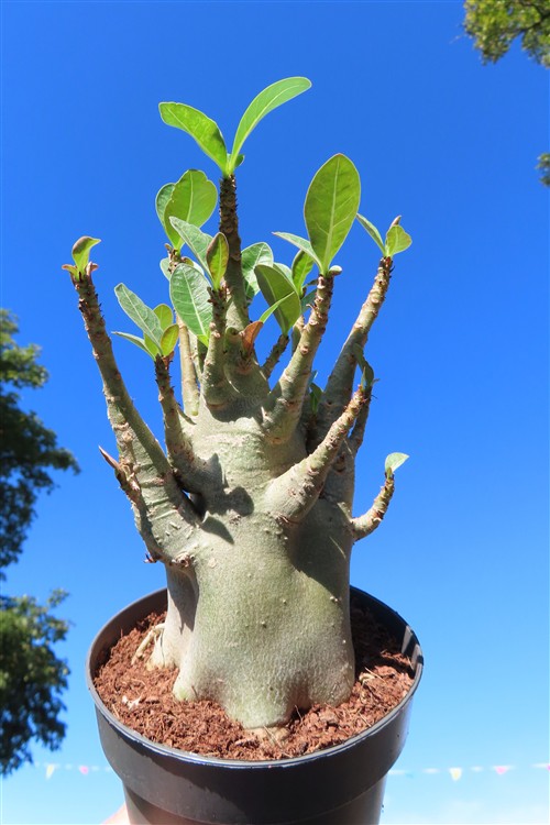 Adenium Baobab – Bild 2
