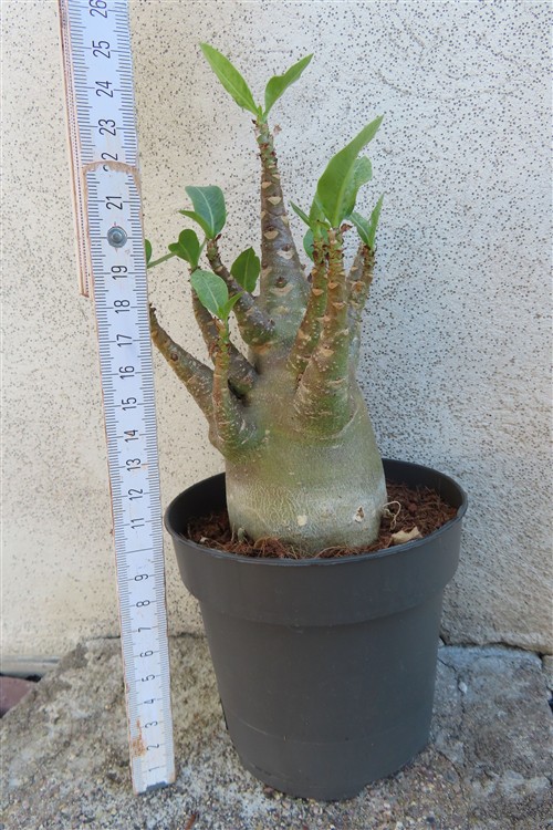 Adenium Baobab – Bild 2