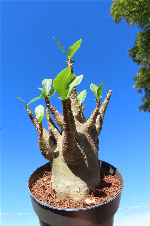 Adenium Baobab – Bild 3
