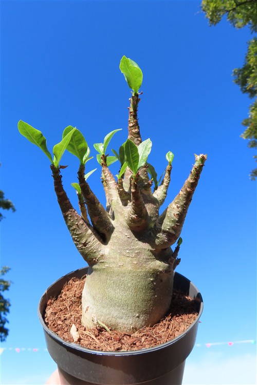 Adenium Baobab – Bild 4