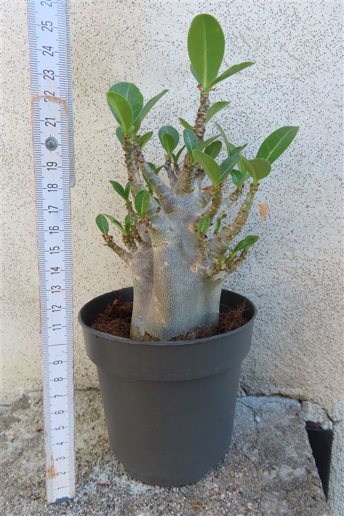 Adenium Baobab – Bild 2