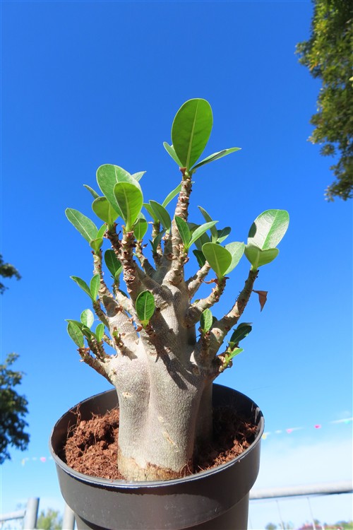 Adenium Baobab – Bild 3