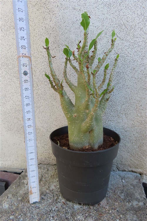 Adenium Baobab – Bild 2