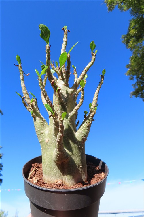 Adenium Baobab – Bild 3