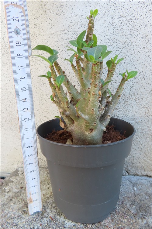 Adenium Baobab – Bild 2