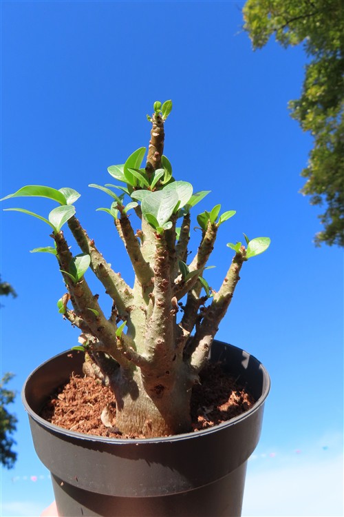 Adenium Baobab – Bild 3