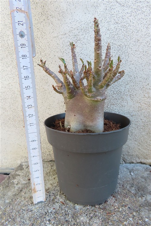 Adenium Baobab – Bild 2